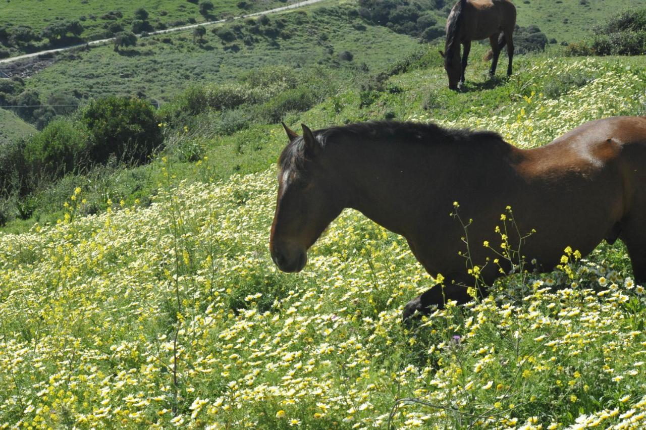 Finca La Cantarera Тарифа Экстерьер фото